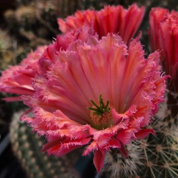 Echinocereus fabella (plomreichii) gerüschte Blüte